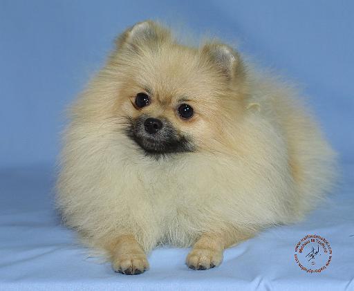 Pomeranian 9W042D-124.JPG